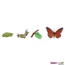 Životný cyklus motýľ monarcha motýľ