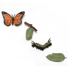 Lebenszyklus Schmetterling Monarchfalter