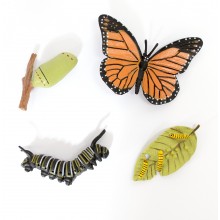 Lebenszyklus - Schmetterling