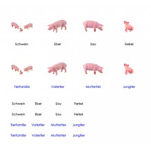 Tierfamilie - Schwein - Deutsch