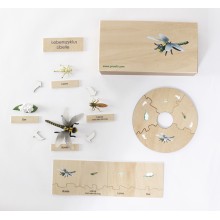 Lebenszyklus - Libelle - Arbeitsmaterial - Deutsch/Englisch