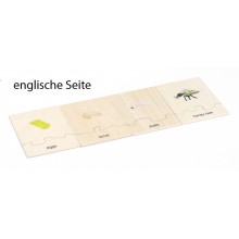 copy of Lebenszyklus - Honigbiene - Arbeitsmaterial - Deutsch