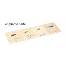 copy of Lebenszyklus - Heuschrecke - Arbeitsmaterial - Deutsch