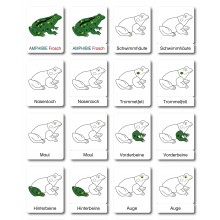 Frosch - Klassifikationskarten - Deutsch