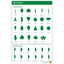 Botanik - Blattformen und Blattränder - Plakat 43 x 65 cm - Englisch