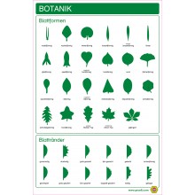 Botanik - Blattformen und Blattränder - Plakat 43 x 65 cm - Deutsch